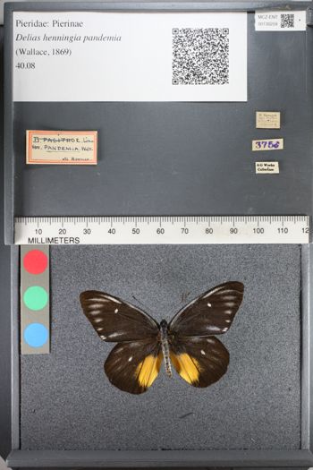 Media type: image;   Entomology 130259